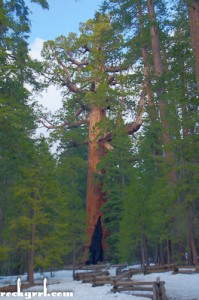 The Grizzly Giant